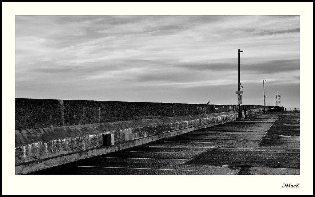 Gull on the Harbour Wall, Seahouses