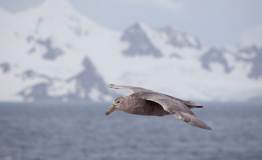 Southern Giant-Petrel passes in front of Elephant Island