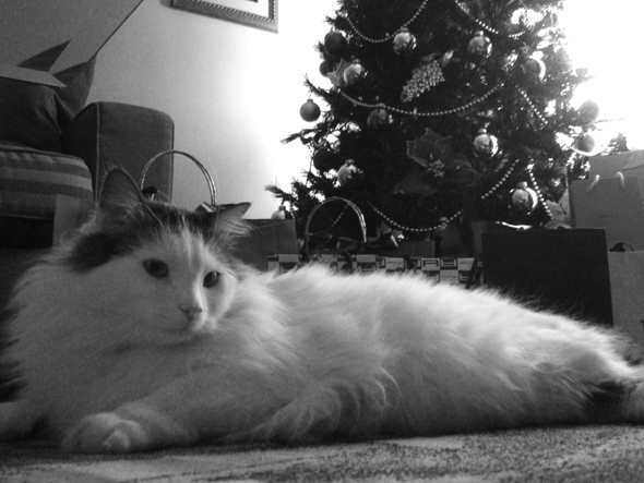 Christmas tree and Joyce