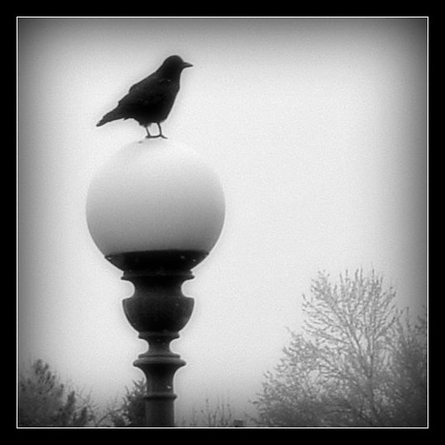morning crow