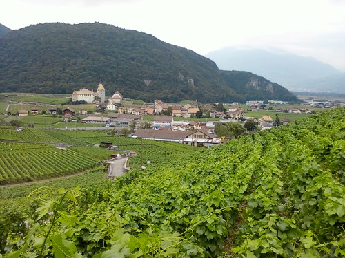 Vineyards view