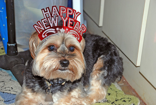 Snickers the Dog - Happy New Year 2010
