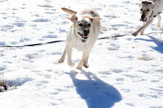 Egypt running full speed in the snow with Bob chasing after her