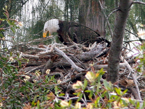 Eagle at nest 2-20101230