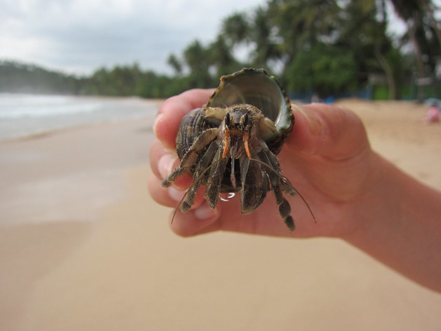 Giant hermit crab