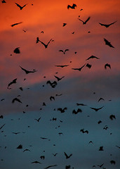 Kasanka Bats at Sunset 1