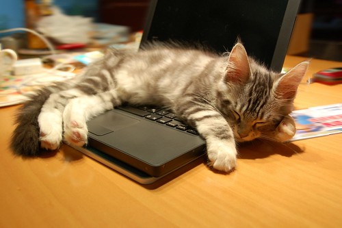 フリー写真素材|動物|哺乳類|ネコ科|猫・ネコ|子猫・小猫|寝顔・寝ている|PC・パソコン|