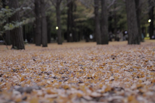 Ground carpeted with ginkgo leaves