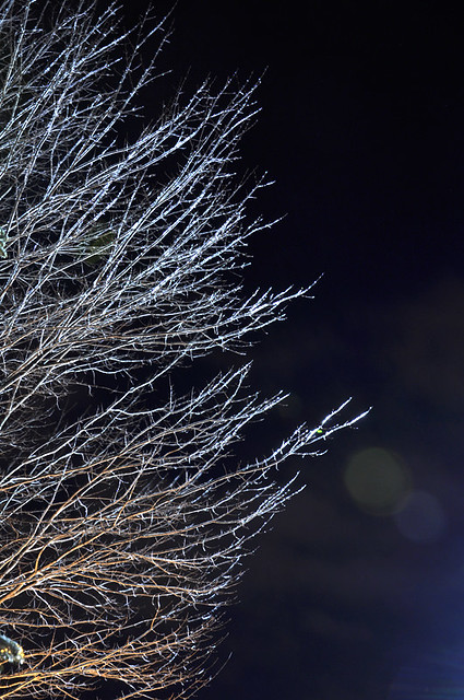frozen trees II