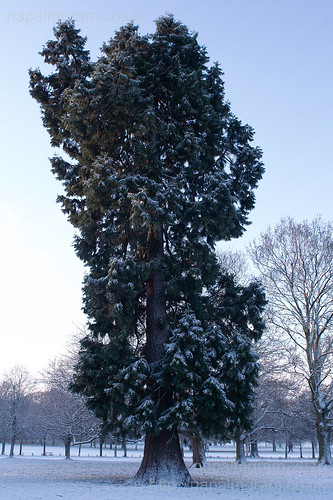 Early Snow in Nottingham's Wollaton Park