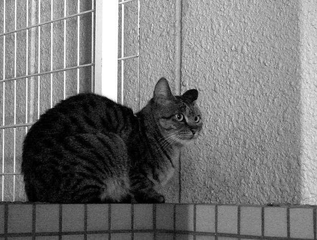 Today's Cat@2010-12-09