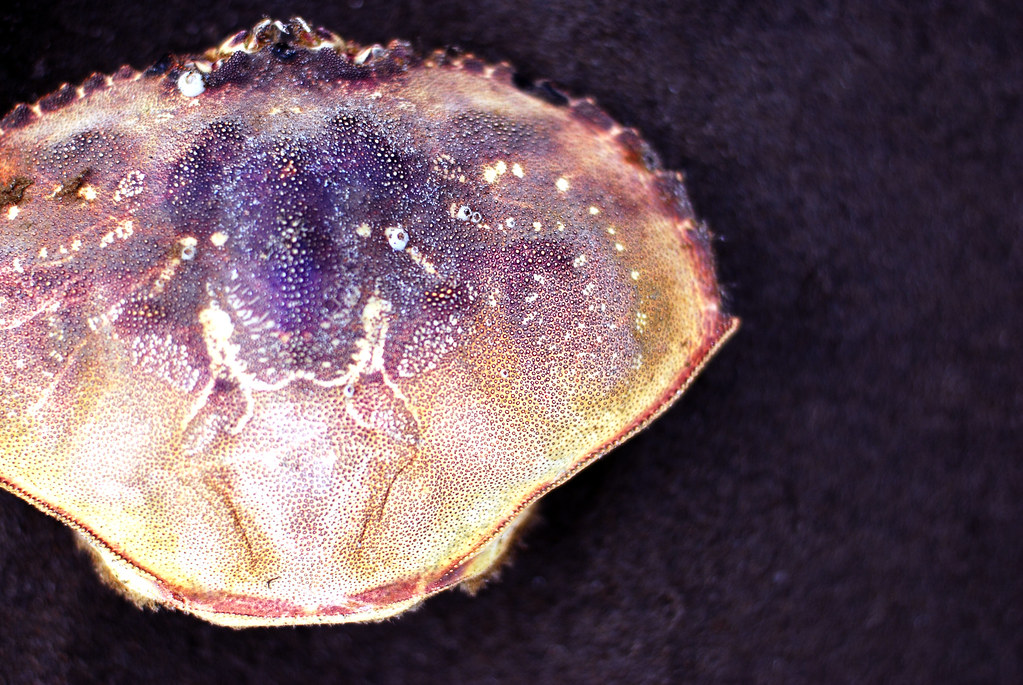 PurpleCrab