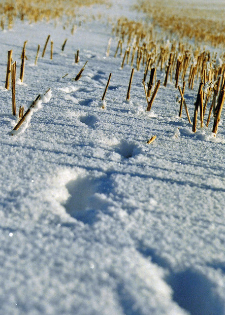 snow canada film field 35mm december pentax tracks journey alberta 2010 sooc mortalmuses