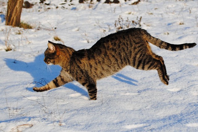 Прыгающий кот на снегу