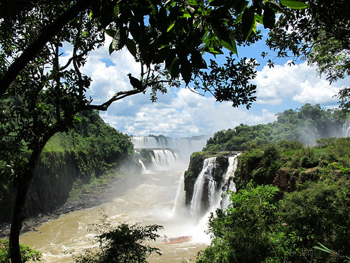 The Falls With a Vulture - Iguazu Falls, Argentina
