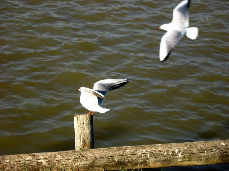 25-12-2010-gulls
