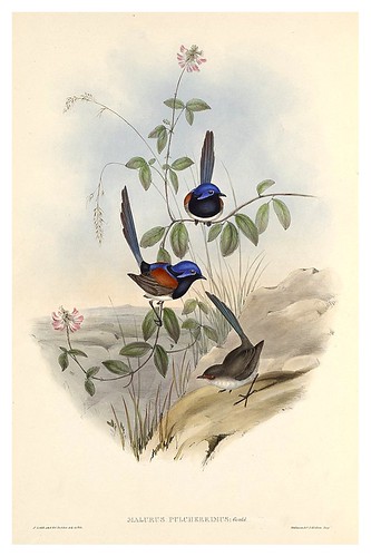022-Reyezuelo precioso-The Birds of Australia  1848-John Gould- National Library of Australia Digital Collections
