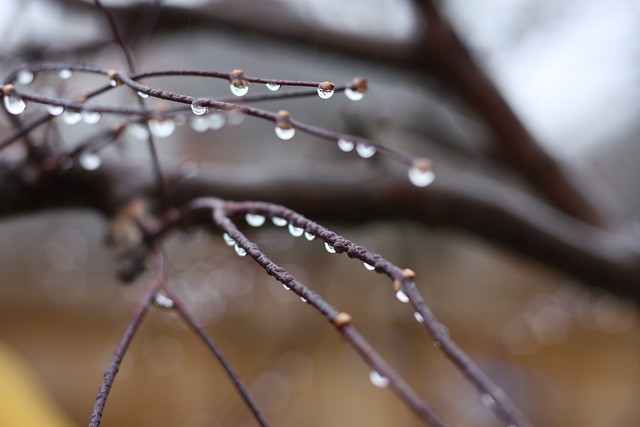 drops on branches
