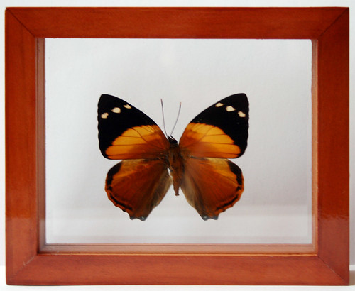 Framed Butterfly Art Smyrna Blomfildia Barkwing Valentine's day gift