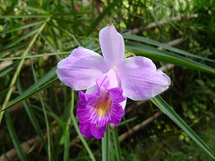 ground_orchid