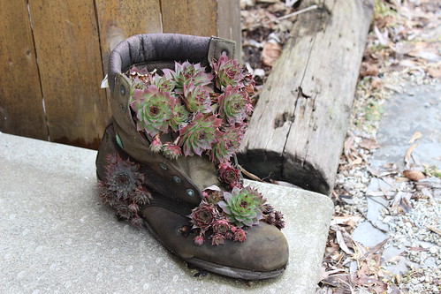 New Camera Walkabout - Boot planter