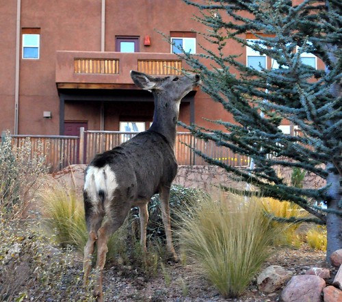 Colorado Springs - deer