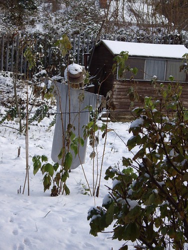 Winter on the allotment.