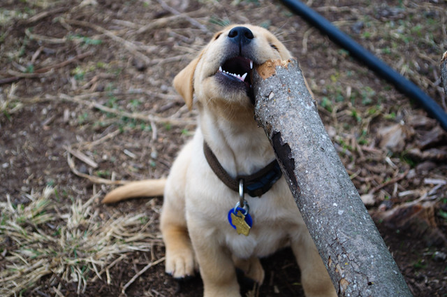 a much bigger puppy chewing on an arm of the fallen tree