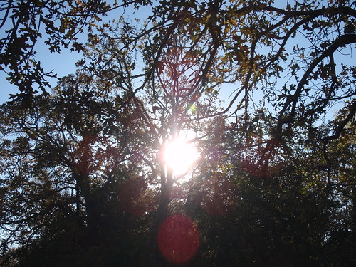 Sunshine and Branches