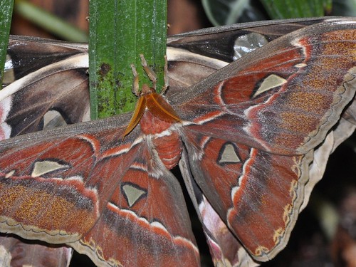 Atlas Moths mating... do not disturb... December 2010