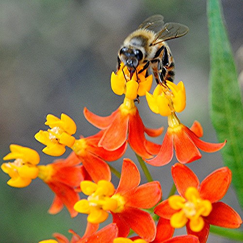 Honey Bee works atop Mexican Milkweed