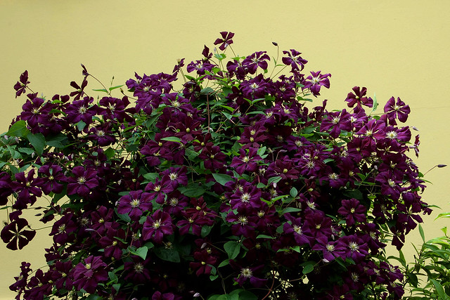 Clematis viticella "Etoile Violette"