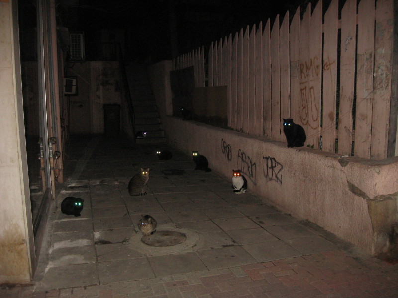 06-01-2011-cats