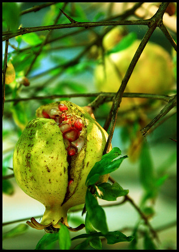 Pomegranate by Swedish Goose