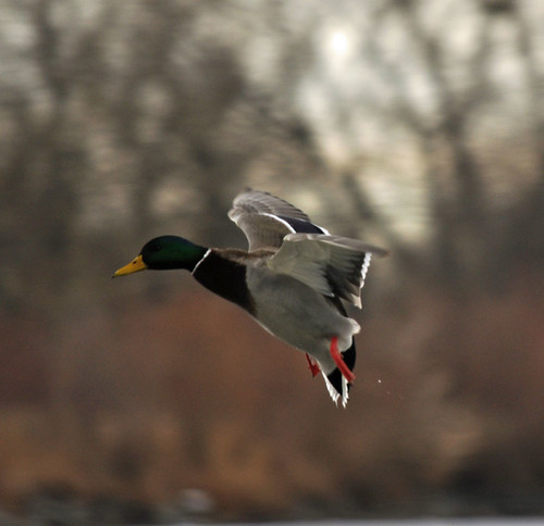Mallard Duck Flying. Mallard Duck Flying
