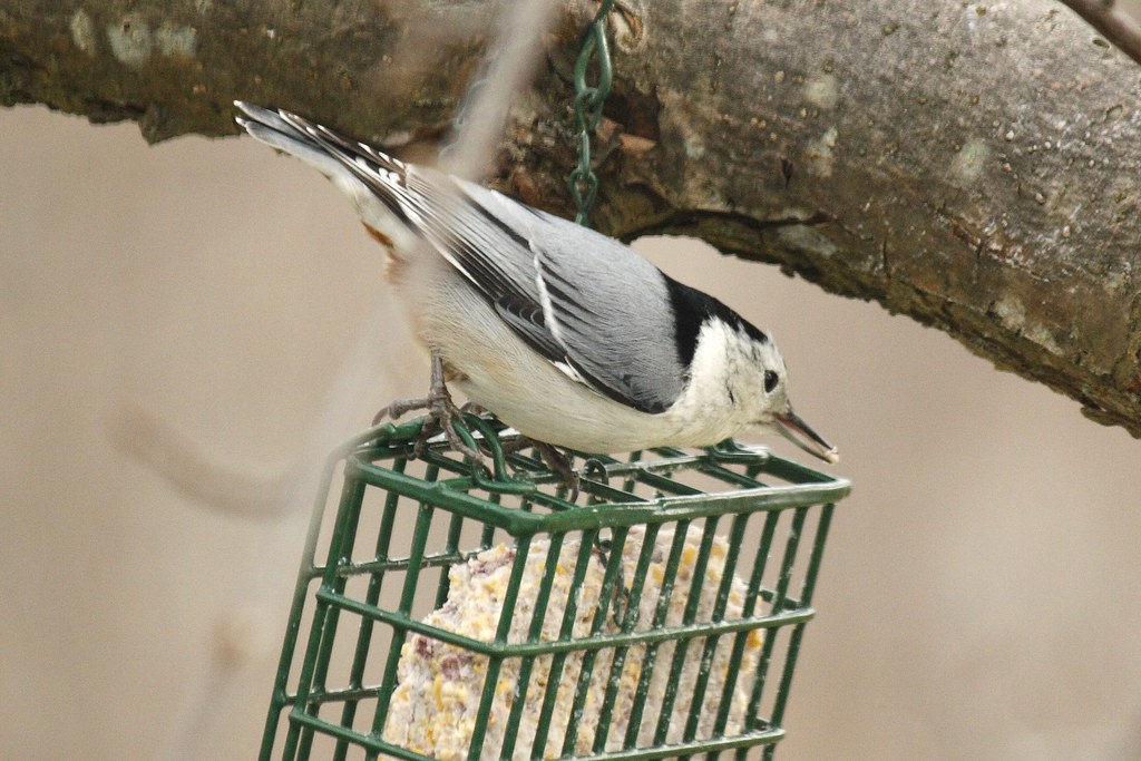White-breasted nuthatch (7)