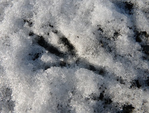 23704 - Crow/Raven Footprint