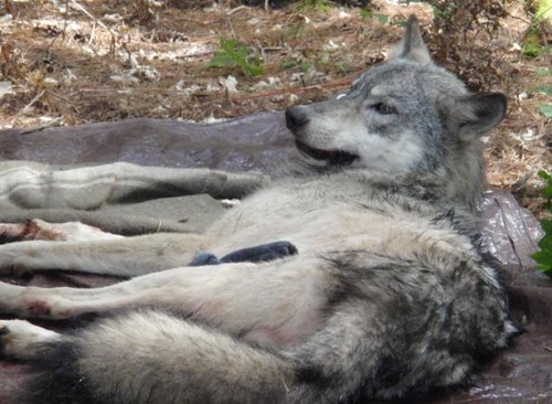 Wolf captured and collared by USDA WS