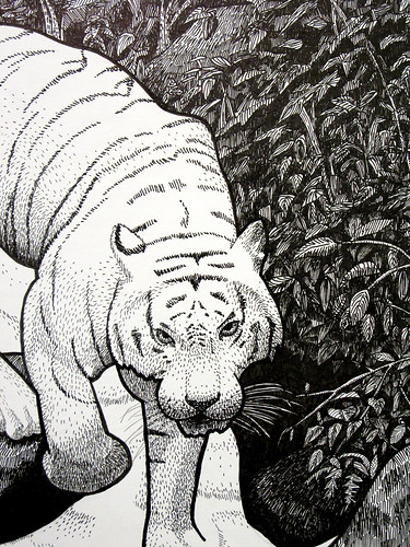 Tiger & Jungle - Detail