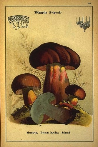 003-Allgemein verbreitete eßbare und schädliche Pilze 1876- Wilhelm von Ahles 