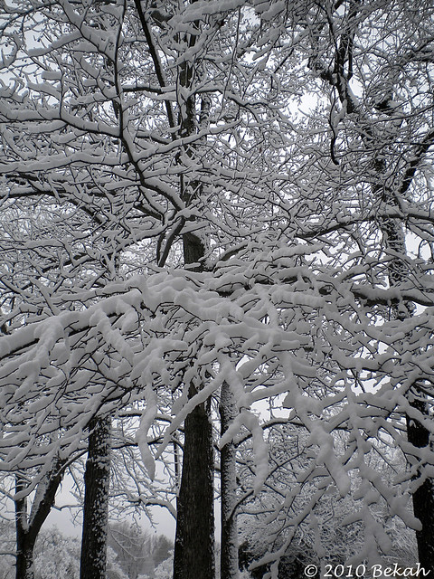 Closeup Of Tree Limbs and Branches. This is a closeup of one of the trees in our front yard covered with snow. I thought it would be a pretty cool shot and