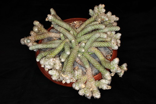 Avonia papyracea grown from seed from Klipbokkop by Pseudolithos