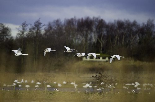 Whooper Swans (Martin Mere)