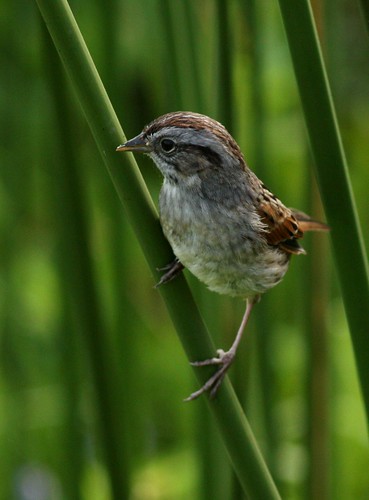 Swamp Sparrow - 4/16/2010
