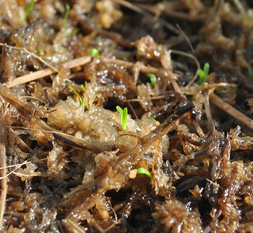 Sarracenia oreophila x "Toadmaster" - germinating seeds