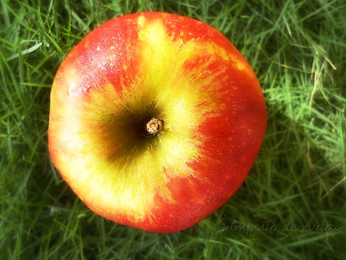 cenital apple