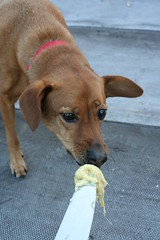 dog with durian
