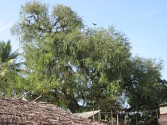 Brahma - Vanni Tree 2