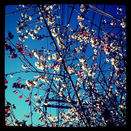冬の桜？