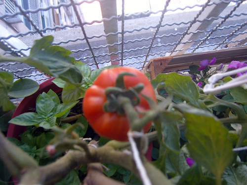 tomate  V